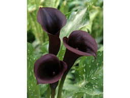 Калла Schwarzwalder (Шварцвальдер) - Долина роз фото 5