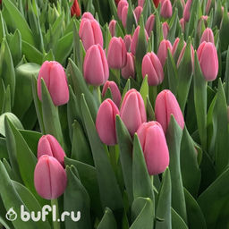 Тюльпан Tresor (5 луковиц)