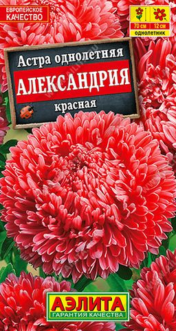Астра Александрия красная