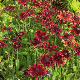 Рудбекия Черри Бренди - Долина роз фото 4