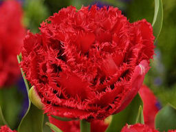 Тюльпан Lion King (Лион Кинг)