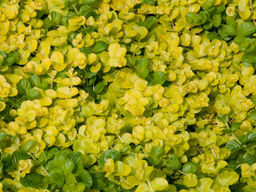 Вербейник монетчатый Голдилокс