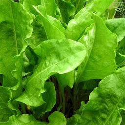 5123D Щавель Широколистный 1гр