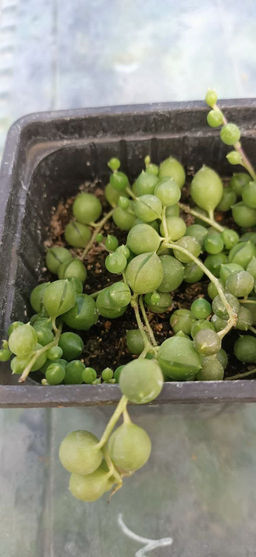 Крестовник Роули - 1000корней фото 3