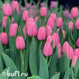 Тюльпан Tresor (5 луковиц) - Bufl фото 2