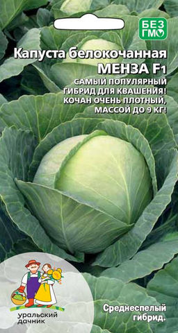 Капуста МЕНЗА F1  Самый популярный гибрид для квашения! Качан очень плотный, массой до 9 кг!