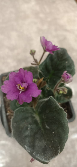 Фиалка насыщенно розовая, горшок 0,3 л