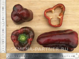 Перец сладкий Клаудио - Партнер фото 4