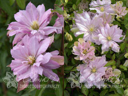 Клематис Виолет Элизабет