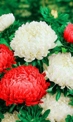 Астра КРАСНОЕ И БЕЛОЕ