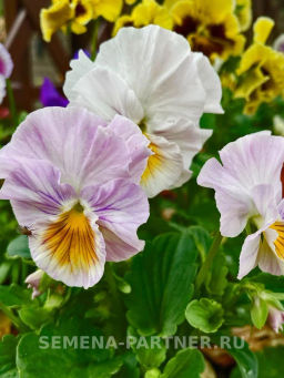 Виола бахромчатая Танго-Манго Болеро - Партнер фото 4