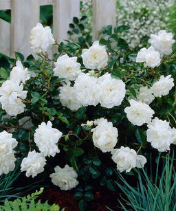 Роза почвопокровная Вайт Фейри