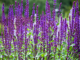 Шалфей дубравный Карадонна Компакт - Долина роз фото 3