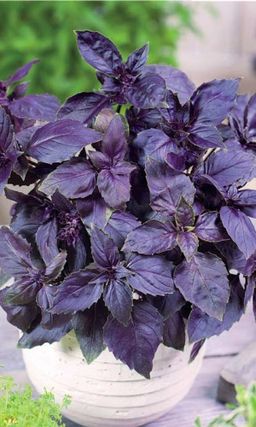 Базилик АРОМАТНЫЙ ГУЛЯШ  Пряный, густой аромат идеален для мясных блюд, особенно гуляша! Подходит для сушки, заморозки и при консервировании!