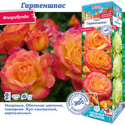 Роза Гартеншпас (Флорибунда) 1шт