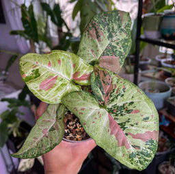 Сингониум Конфетти триколор