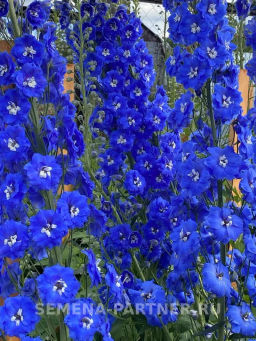 Дельфиниум Кобальт Дримс - Партнер фото 6