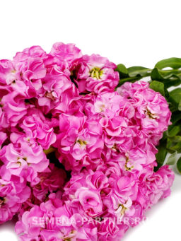 Маттиола срезочная махровая Бьютифул Парфюм Пинк Роялти - Партнер фото 3