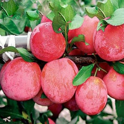 Слива Чемальская красная домашняя 25/+ (МЕЛКИЙ саженец с этикеткой) 1шт