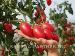 Томат Черри Сокотра - Партнер фото 6