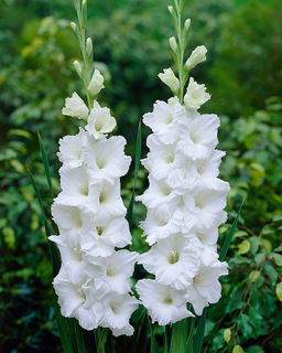 ГЛАДИОЛУС Эссенциал Разбор 10/12 Кол-во упак., шт 8