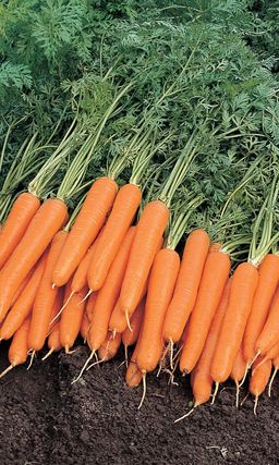 Морковь ТИП ТОП F1  Для тяжёлых почв! Всё будет тип-топ, ни каких лишних забот гибрид не требует! Для ленивых садоводов и новичков!