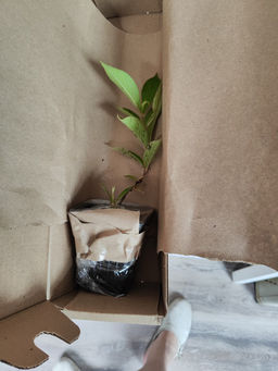 Вейгела розовая