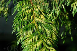 Туя складчатая Атровиренс С5