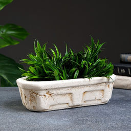 Фигурное кашпо для цветов «Кактусница», 800 мл, 24×9×7 см, керамика, бежевое