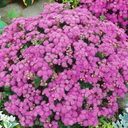Агератум Розовый Шар/Сем Алт/цп 0,1 гр. - Семена алтая фото 2