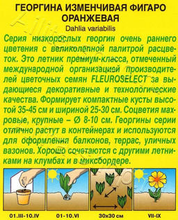 Георгина Фигаро оранжевый махровый 7шт. (Аэлита)