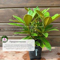 Рододендрон Hoppy (Хоппи) - Долина роз фото 7