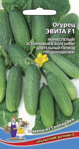 Огурец ЭВИТА F1 Длительный период плодоношения! Устойчив к болезням! Раннеспелый!