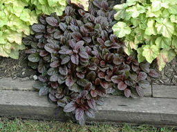 Живучка ползучая Махагон - Долина роз фото 3