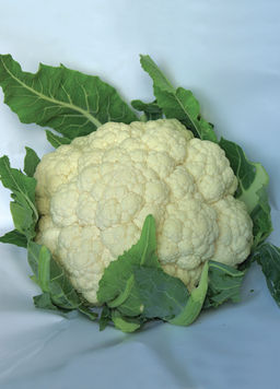 Капуста цветная Гарантия (ЦВ) 0,5гр.