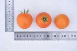 Томат Оранжевый Земледелец - Партнер фото 6
