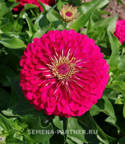 Цинния георгиновидная Фэнтези Византийская Фуксия - Партнер фото 2