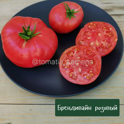 Брендивайн розовый - Tomatia фото 2