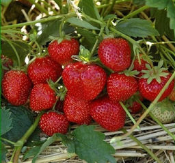 Клубника Лия Сахарная А 10шт/пучок Клубника Лия Сахарная А 10шт/пучок