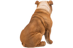 Фигурка декоративная 18*11*16,5 см Бульдог - Elan gallery фото 23