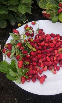 Земляника РУССКИЙ ДЕЛИКАТЕС Необычайно сладкие ягоды! Хорошо зимует, устойчива к болезням! Можно выращивать круглый год на окне!