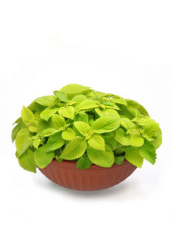 Колеус шлемниковидный крупнолистный Лайм Фреш - Партнер фото 4