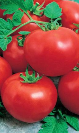 Томат ДЕЛИКАТЕС  Стабильно урожайный! Жаростойкий! Настоящий деликатес у вас на столе! Устойчив к вершинной и корневой гнилям!