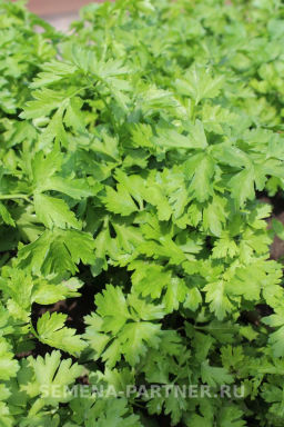 Петрушка листовая Карнавал - Партнер фото 2