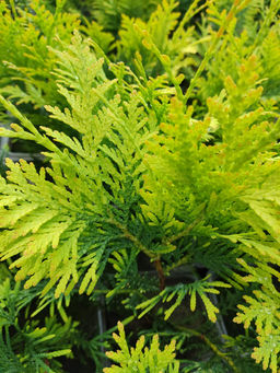 Туя голден Брабант (20-30см)