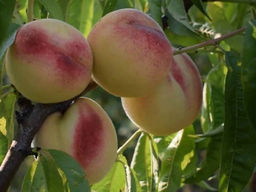 Персик Белый Лебедь