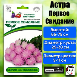 Астра китайская Первое Свидание - Партнер фото 2