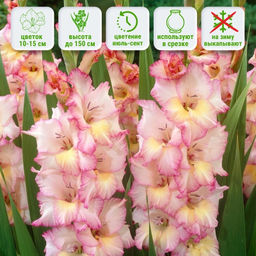 Гладиолус Присцилла 5 шт