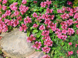 Очиток ложный Розеум - Долина роз фото 5