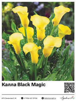 Калла Black Magic